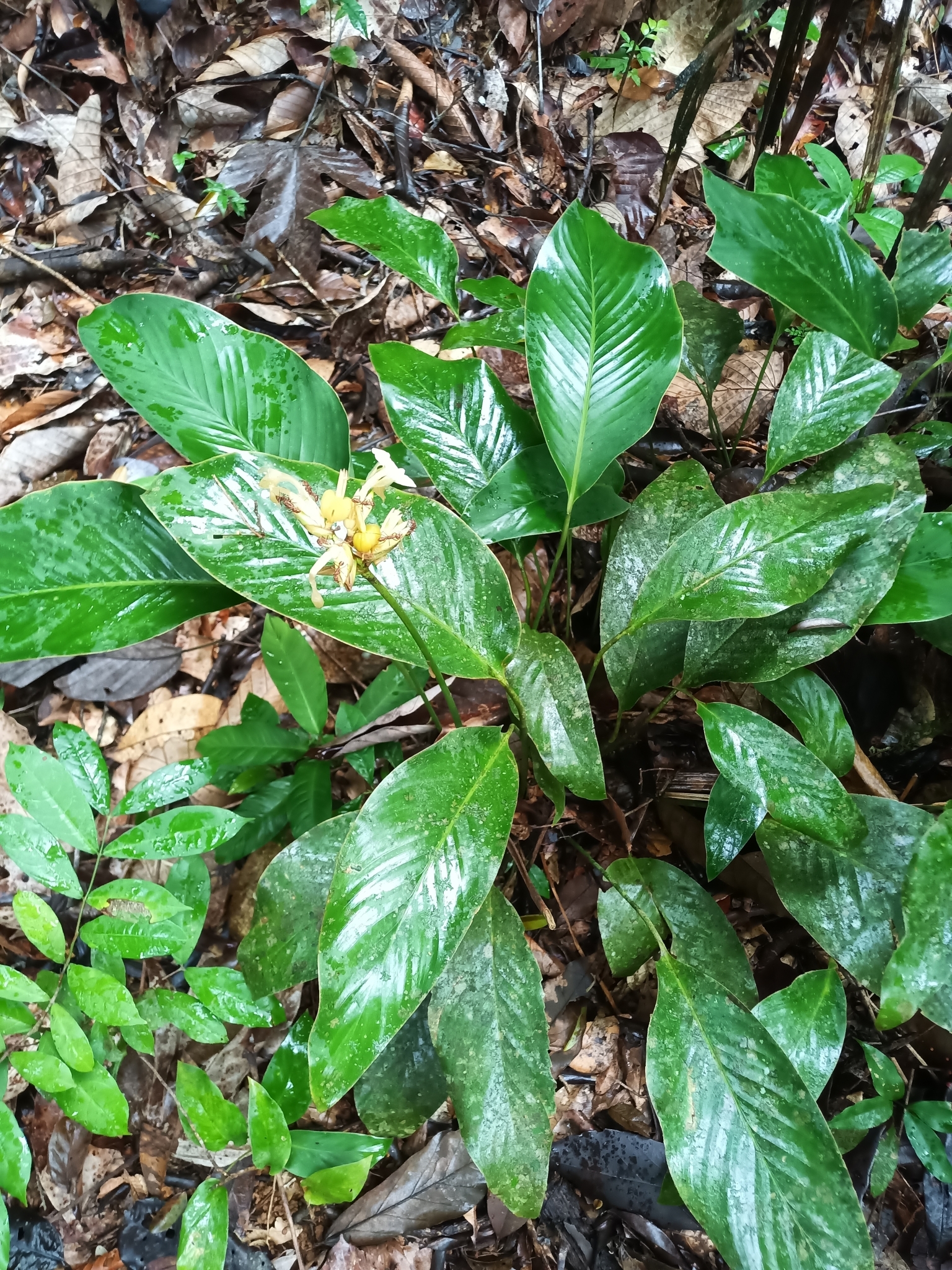 Imagem de Maranta-zebrina