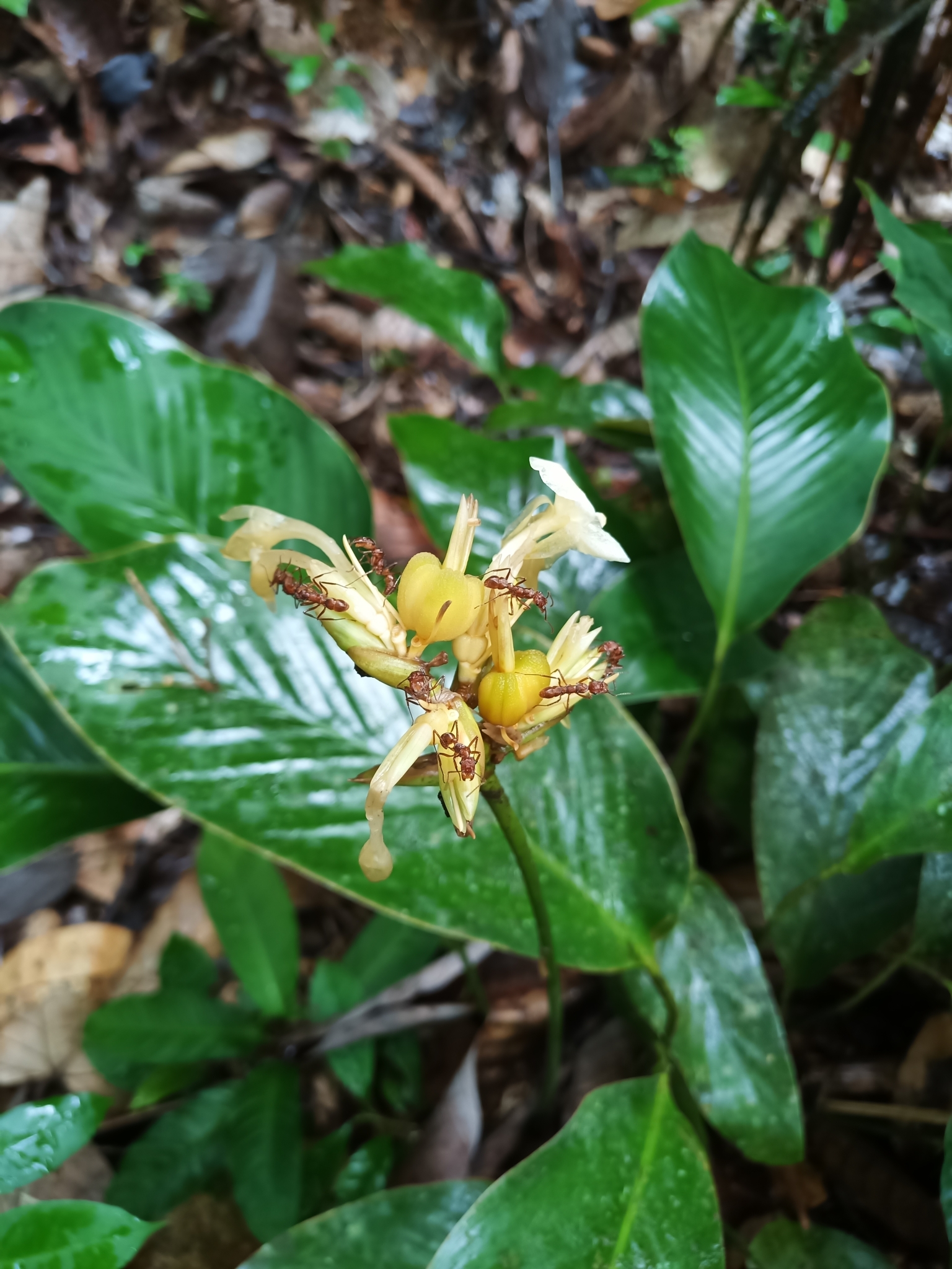 Imagem de Maranta-zebrina