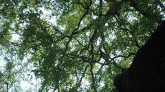 Salix babylonica tortuosa