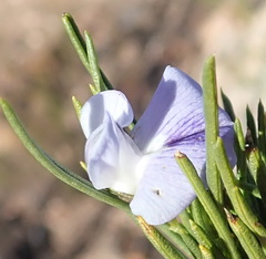 Psoralea sordida