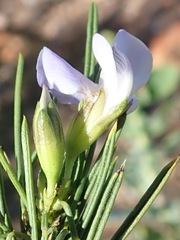 Psoralea sordida