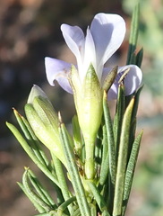 Psoralea sordida