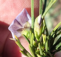 Psoralea sordida