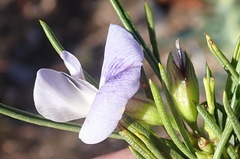 Psoralea sordida