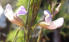 Psoralea sordida