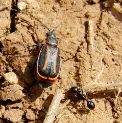 Oedionychus limbatus