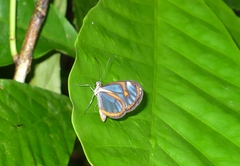 Ithomia agnosia pellucida
