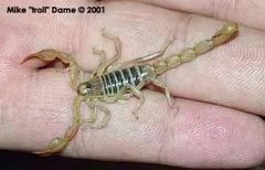 Paruroctonus maritimus