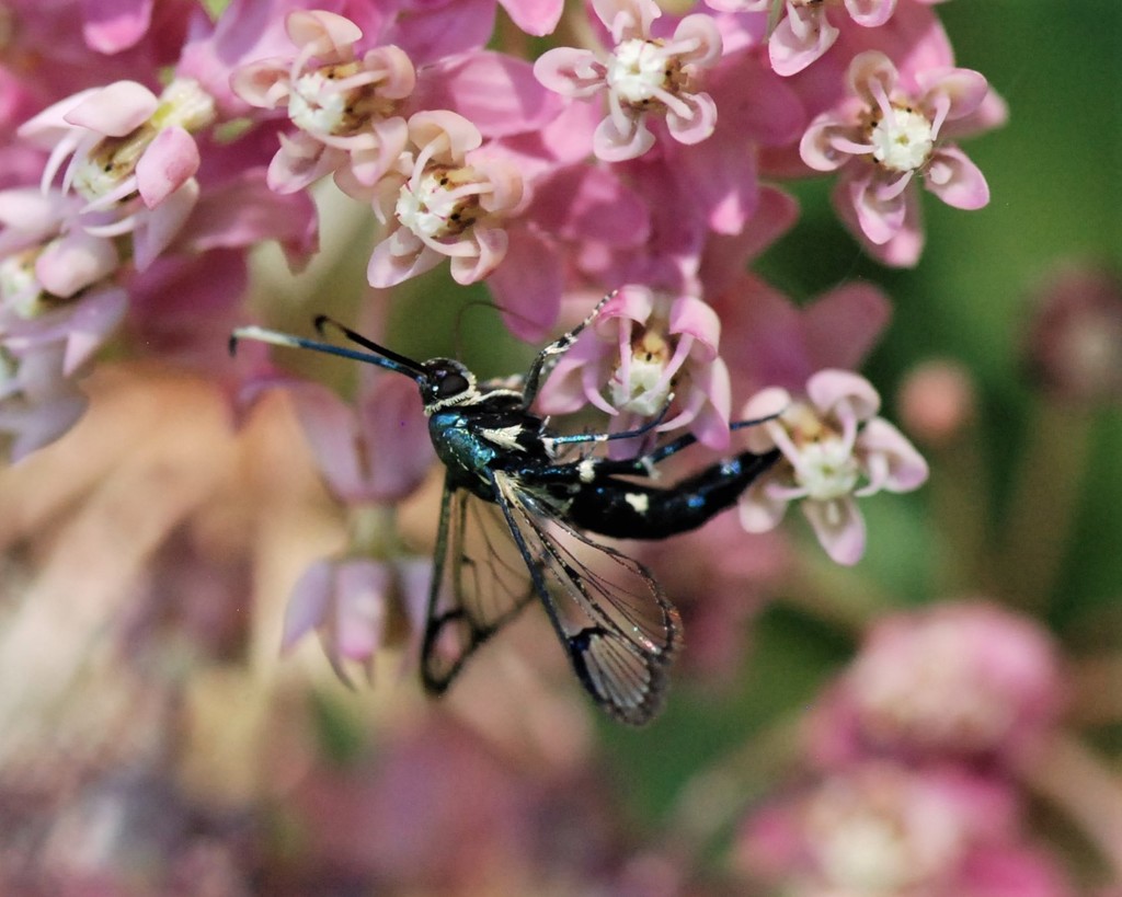 Synanthedon viburni