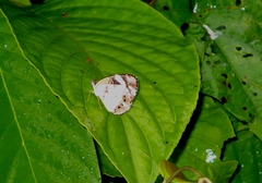 Janatella leucodesma