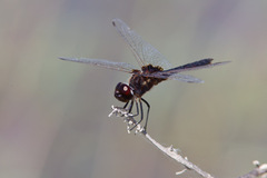 Macrodiplax balteata