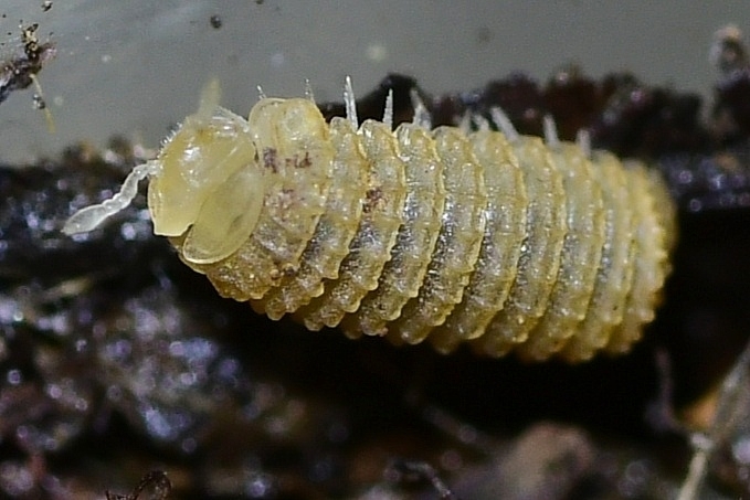 Doderia