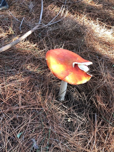 Fly Agaric
