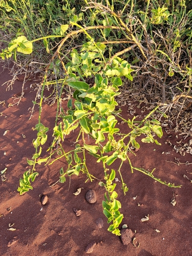 Image of Cryptocarpus pyriformis by no rights reserved