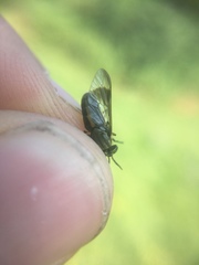 Chrysops univittatus