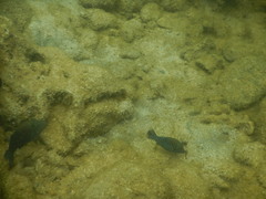 Canthigaster amboinensis