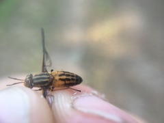Chrysops vittatus