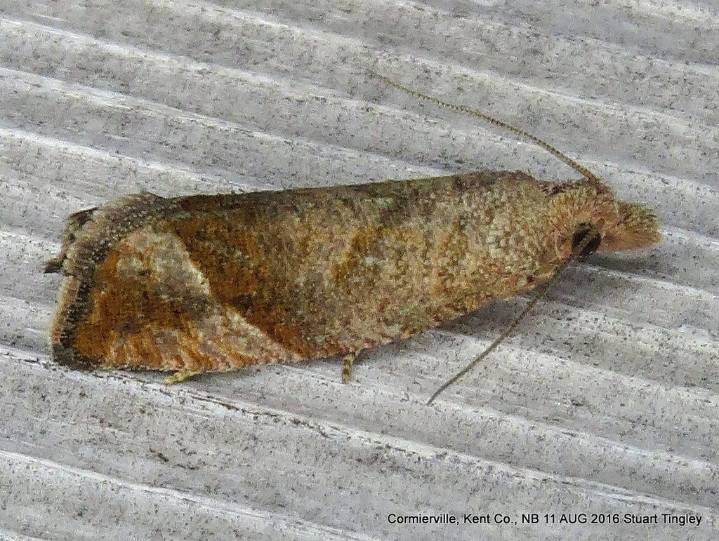 Derelict Pelochrista Moth