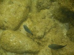 Canthigaster amboinensis
