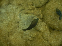 Canthigaster amboinensis