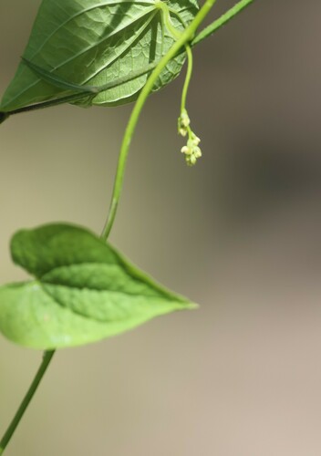 Dioscorea sinuata (Dioscorea sinuata)