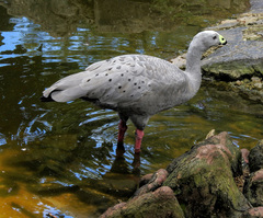 Cereopsis novaehollandiae