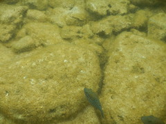 Canthigaster amboinensis