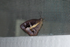 Posttaygetis penelea