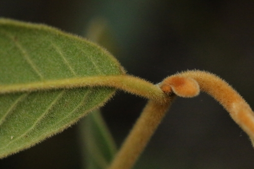 Image of Uvaria grandiflora by no rights reserved