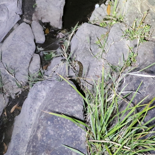 Tiger Snake sighting