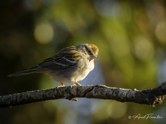 Chipping Sparrow photo 5
