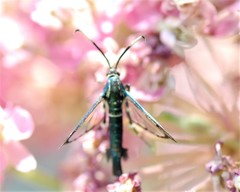 Synanthedon viburni