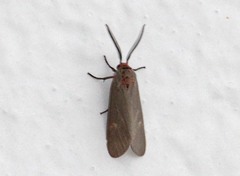 Pygarctia pterygostigma