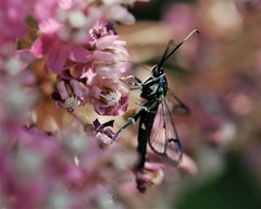 Synanthedon viburni