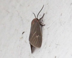 Pygarctia pterygostigma