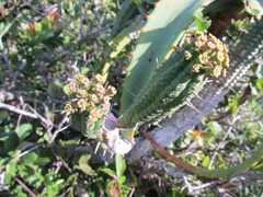 Euphorbia mammillaris