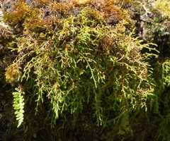 Selaginella oregana