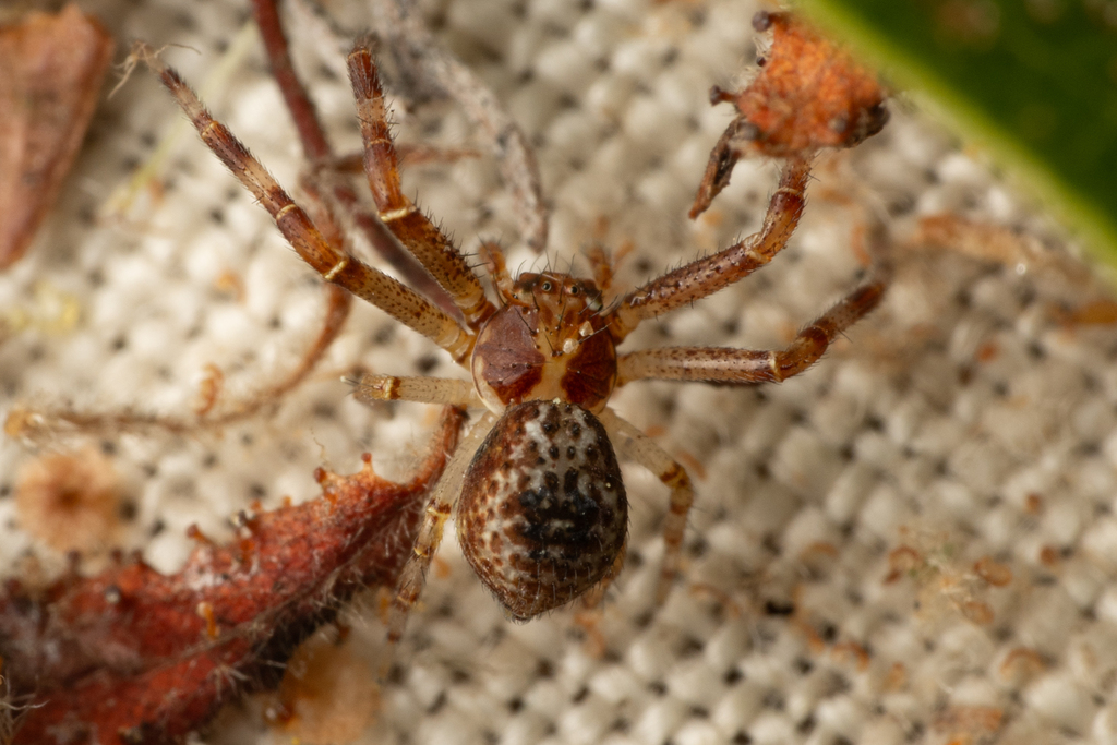 Mecaphesa verityi