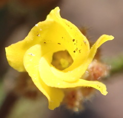 Hermannia decipiens