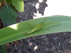 Cyrtacanthacridini