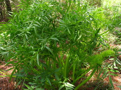 Arracacia rigida