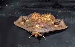 Lopharthrum comprimens