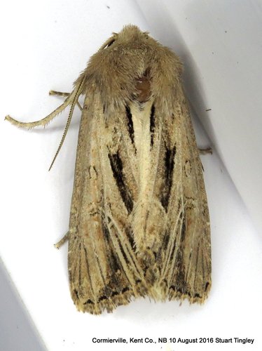 Resapamea stipata (Morrison, 1875)