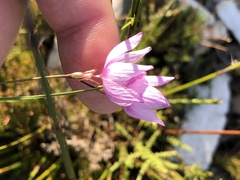 Ixia micrandra