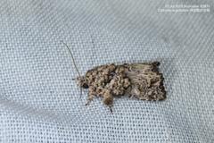 Callopistria guttulalis