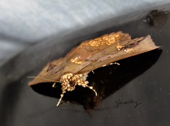 Lopharthrum comprimens