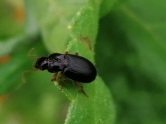 Metophonus