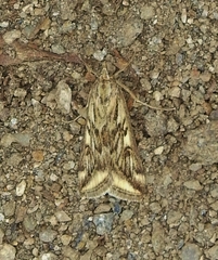 Loxostege cereralis