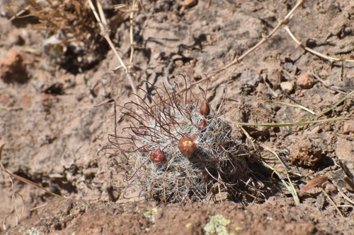 Mammillaria bocasana é conhecida popularmente como "Cacto-pulga"