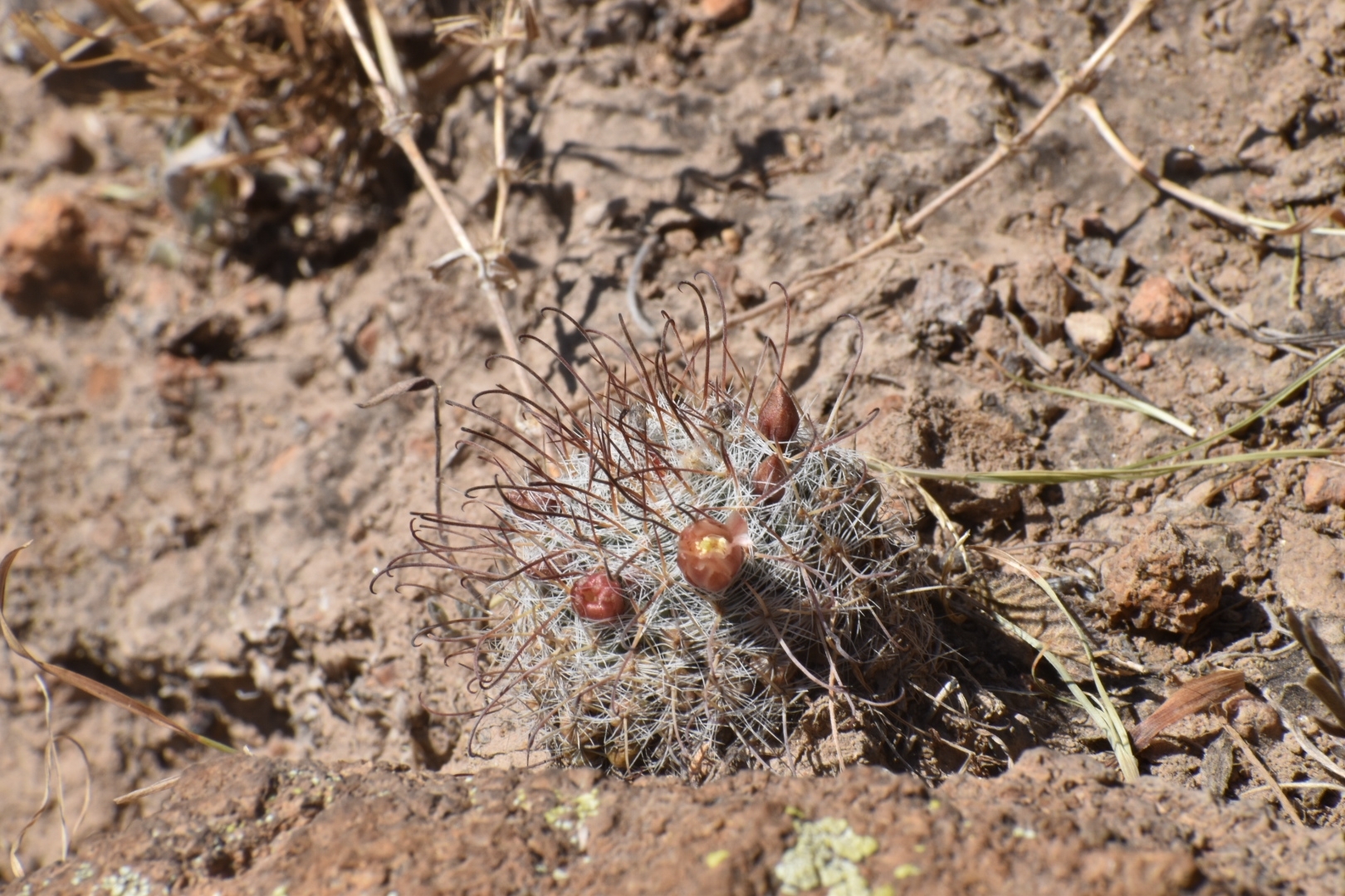 Imagem de Mammillaria bocasana é conhecida popularmente como "Cacto-pulga"